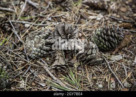 Detail of dried pine fruit lying on the ground in a forest Stock Photo