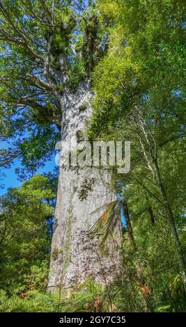 Giant kauri tree named Tane Mahuta or God of the Forest in the Waipoua Forest in New Zealand Stock Photo