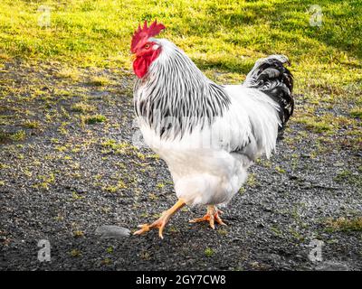 A large healthy free-range cage-free rooster with white and black feathers and red comb walking outside in natural rural green grass summertime in the Stock Photo