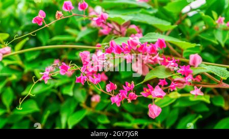 Small pink flowers Antigonon leptopus Hook, Tigon flowers, small ivy, Pink  vine flowers, Mexican creeper, Chain of love, Creeper Flower, Coral vine,  Heart shape, triangle, selective focus, close up 20451997 Stock Photo