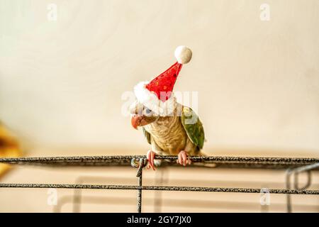Green-cheeked parakeet or green-cheeked conure wearing Santa Cross hats.