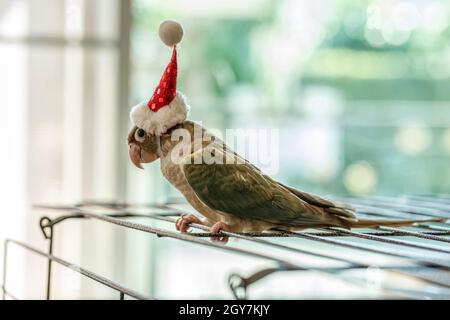 Green-cheeked parakeet or green-cheeked conure wearing Santa Cross hats.