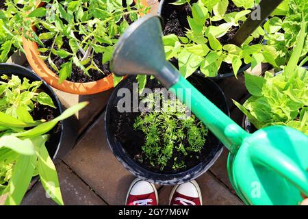 Flower, tomatoes, carrots, beans growing in container. Women gardener watering plants. Container vegetables gardening. Vegetable garden on a terrace. Stock Photo