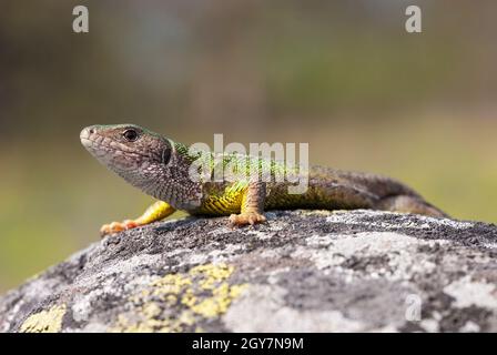 Beautiful female of The European green lizard is basking on the sun to accumulate energy for the rest of the day. Reptile sunbathing on a hillside wit Stock Photo