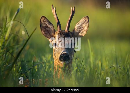 Young roe deer, capreolus capreolus, buck lying on a meadow and looking to the camera with green background. Head of juvenile wild animal illuminated Stock Photo