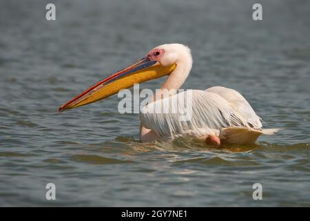 Great white pelican, pelecanus onocrotalus, floating water and looking back over shoulder. Rear view of a large bird with massive yellow beak. Animal Stock Photo