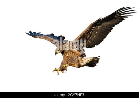 Juvenile white-tailed eagle, haliaeetus albicilla, landing isolated on white background. Erne hunting in nature with blank backdrop. Animal wildlife i Stock Photo
