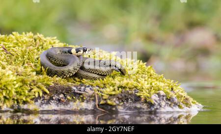 Calm grass snake, natrix natrix, basking twisted on stone covered with green moss near water. Aquatic reptile sunbathing on a riverside with copy spac Stock Photo