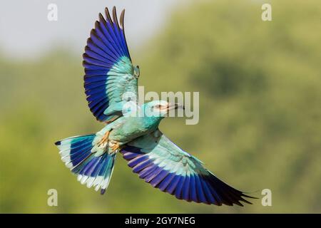 The european roller, coracias garrulus, flying with open wings and green blurred background. A rare large blue bird hovering in the air with prey in a Stock Photo