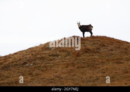 Tatra chamois, rupicapra rupicapra tatrica, standing in distance on hill horizon with white background. Endangered alpine animal looking from mountain Stock Photo