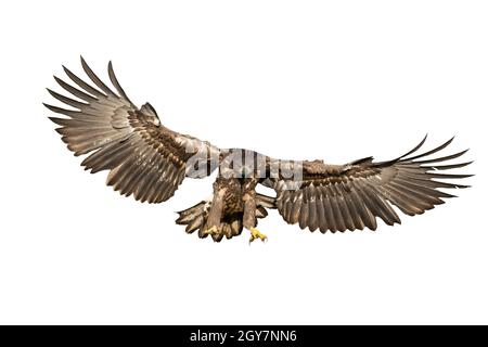 Majestic white-tailed eagle, haliaeetus albicilla, hunting in the air cut out on blank. Strong wild animal catching prey with massive talons while fly Stock Photo