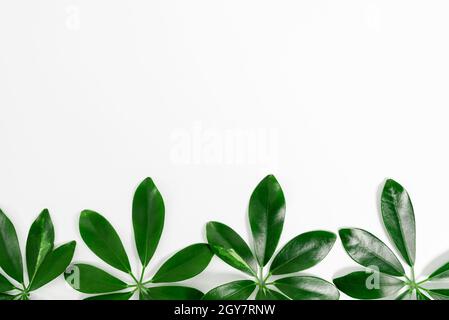 Nature Theme Presentation Ideas And Designs, Displaying Renewable Materials Stock Photo