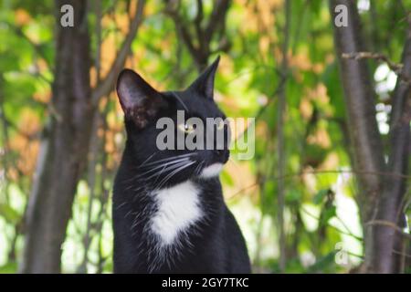Black cat with large white spot on neck