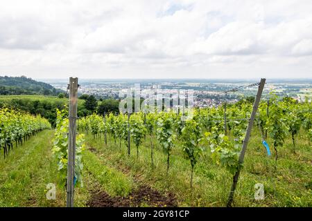 Vine field with Bensheim city in background, summer, germany Stock Photo