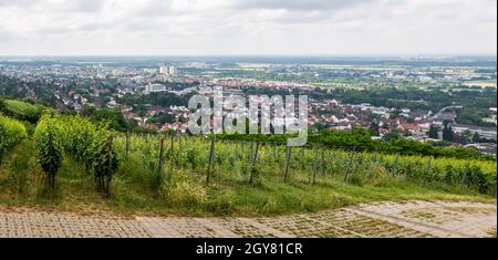 Vine field with Bensheim city in background, summer, germany Stock Photo