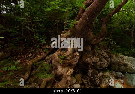 Ancient Plane Tree On River Shore Stock Photo