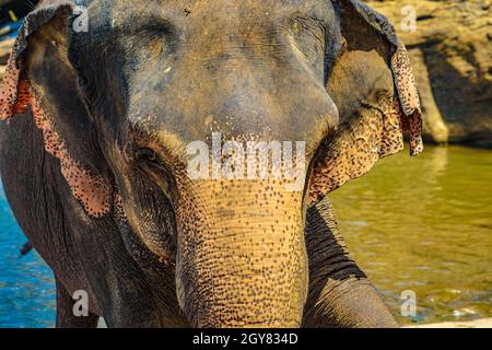 Wild elephant image (Sri Lanka Pinnawara). Shooting Location: Sri Lanka Stock Photo