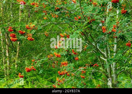 Mountain ash or Rowan tree with red berries in late summer growing on Stanton Moor in the Peak District National Park Derbyshire England UK Stock Photo