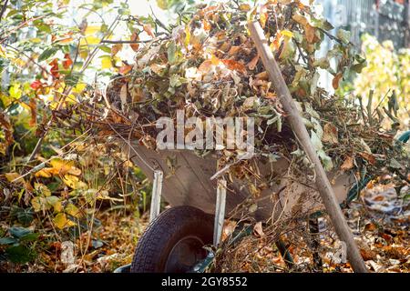 A Garden wheelbarrow full of dry branches and leaves in autumn garden. Stock Photo