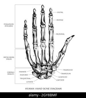 Human hand bone diagram hand draw vintage engraving style black and white clipart isolated on white background Stock Vector