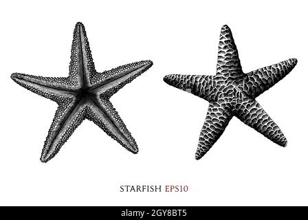 Starfish hand draw vintage engraving style black and white clipart isolated on white background Stock Vector