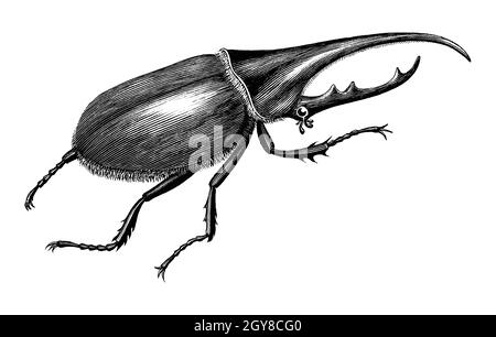 Stag beetle hand draw vintage engraving style black and white clipart isolated on white background Stock Vector