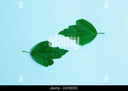 Two Objects Arranged Facing Inward Outward On a Separated Coloured ...