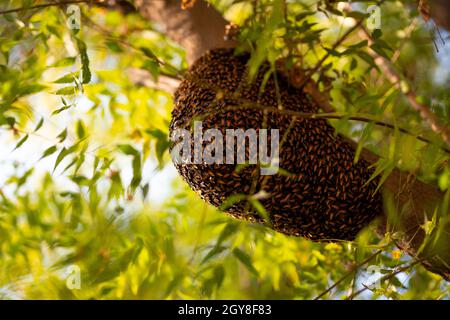 Honeybee swarm hanging on the tree, Swarm of bees building a new hive surrounding the tree. Stock Photo