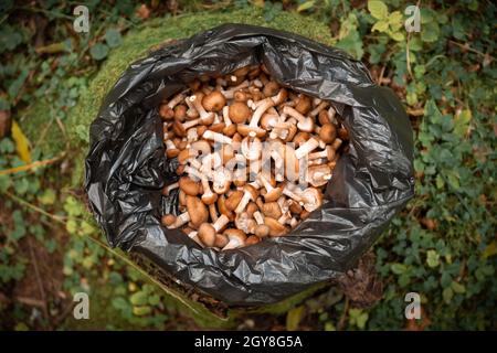 Honey mushrooms on stump in black plastic bag in autumn forest Stock Photo