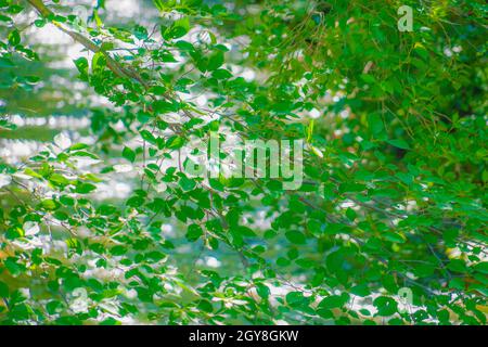 Tamagawa wrapped in fresh green. Shooting Location: Tokyo Akishima Stock Photo