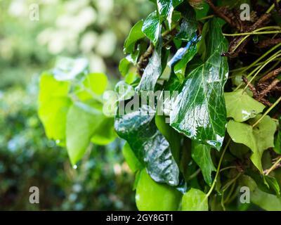 wet green shiny ivy leaves close up during summer rain Stock Photo