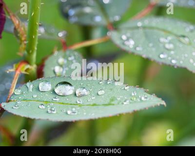 rain drops on fresh leaf of rose flower closeup in summer rain Stock Photo