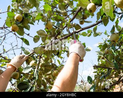 gardener saws a quince tree branch with a hand saw in home garden on sunny day Stock Photo