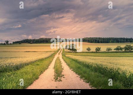 Farm road leads through cornfields in Hegau, Baden-Wuerttemberg, Germany Stock Photo