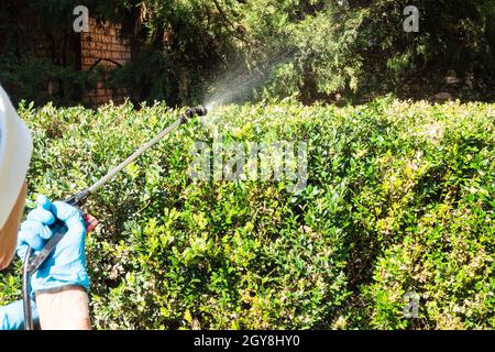 spraying boxwood hedge with pesticide using pneumatic garden sprayer in yard of village house Stock Photo