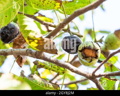 ripe Walnut inside green husk closeup on tree in autumn Stock Photo