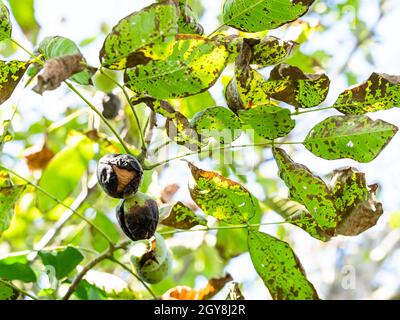 twigs of walnut-tree with ripe Walnuts inside green husk in autumn Stock Photo