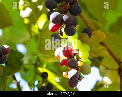 bunch of grapes closeup lit by morning sun under green leaves in autumn Stock Photo