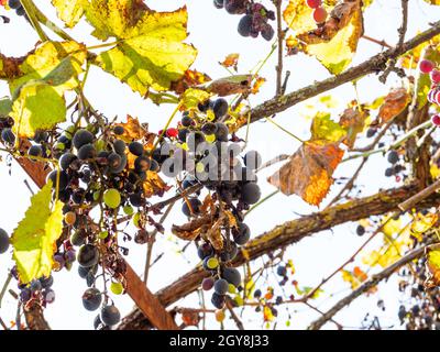 bottom view of ripe and sun-dried black grapes on vineyard in sunny autumn morning Stock Photo
