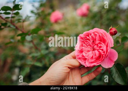 Leonardo da Vinci hot pink rose blooming in summer garden. Meilland selection roses flowers. Gardener holding bloom Stock Photo