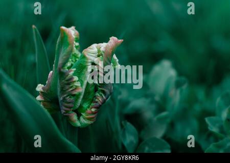 Snow Valley tulip flower on an evening green blurred background. with copy space. Tulipa Crispa. Stock Photo