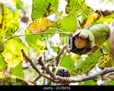 ripe walnuts with green husk closeup between leaves on autumn day Stock Photo
