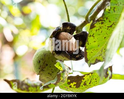 ripe walnut inside green husk closeup on tree twig on autumn day Stock Photo