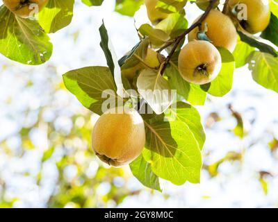 ripening quince fruits on tree twig close up on sunny autumn day Stock Photo