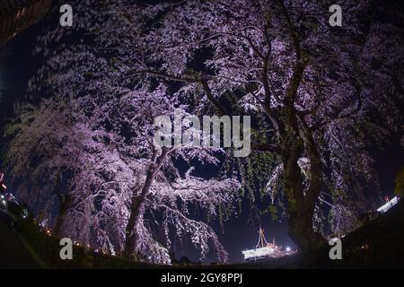 Yamashita cherry park and Hikawamaru. Shooting Location: Yokohama-city kanagawa prefecture Stock Photo