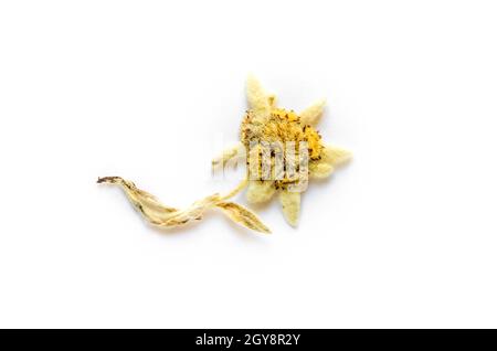 Dried Edelweiss flower isolated on white background. Stock Photo