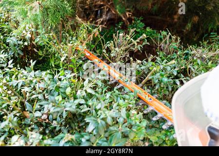 blade of electric hedge trimmer trims green boxwood on sunny summer day Stock Photo