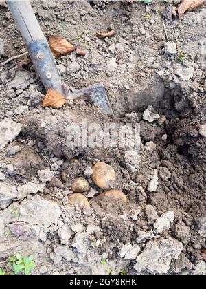 Digging up fresh potatoes with shovel outdoors Stock Photo - Alamy