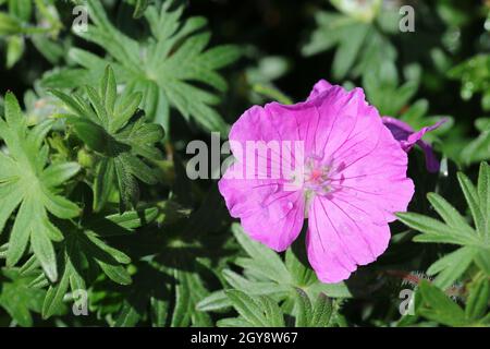 Pink bloody cranesbill, Geranium sanguineum variety John Elsley, flower with a few raindrops on the petals and a background of blurred leaves. Stock Photo