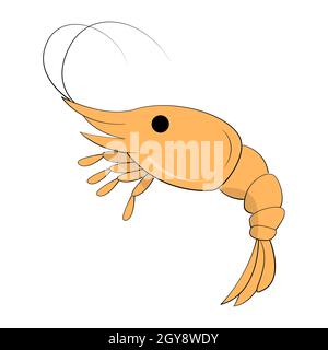 Realistic fresh shrimp on white background - Vector illustration Stock Photo